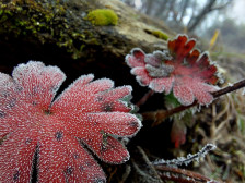 Студен бран и силен ветер за викендот: УХМР најавува утрински температури под нулата