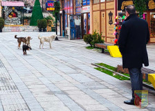 Акција за заловување на кучиња скитници