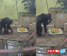 ВИДЕО: Коко слави 30-ти роденден