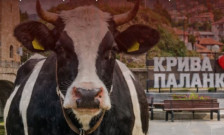 Крива Паланка на нозе: Протест против кравите кои го окупираа градот