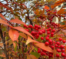 Кочан ладно утро во Македонија – Следи пресврт со времето