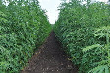 Паднаа лиценците за канабис: Владата затвори шест компании, меѓу нив и фирмата замешана во шверцот во Србија