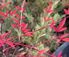 Студено утро, па потоа пролет – Ова се температурите утринава низ Македонија