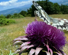 Студено утро, па 18 степени – Уживајте во пролетта до викендот