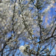 Петок со сонце и пролетни температури – Од утре лош пресврт со времето