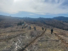 Пошумување на опожарена површина на Голак