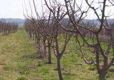 Генералното собрание на НФФ – Можност за развој на мали земјоделци и производители