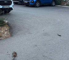 Во понеделник вонредна дератизација во скопски Центар по наездата на стаорци