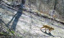 Шара брои уште два риса, а природата испрати ретка добра вест