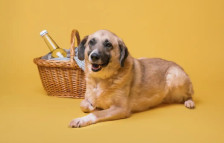 Лајка бара привремени домови за кучињата пред трајно вдомување