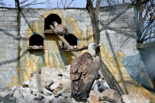 Битолската зоолошка градина изгубена во институционалната џунгла