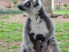 Во скопската Зоолошка се родија близначиња лемури