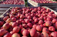 Македонско јаболко, проблем за Србија