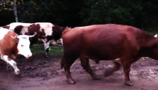 По кравите, сега воловите од Крива Паланка направија проблем