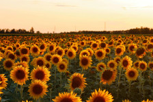 Храната – другата жртва на војната во Иран