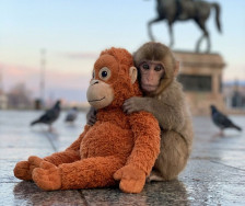 Мајмунот Панч веќе не е сам, но вистинската борба допрва почнува