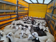 Почна откупот на македонското јагне – добитокот ќе се исплаќа по поволни цени