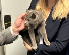 Тигри, алигатори, пауни, патки: Низ светот богатите трошат огромни пари за преселба на своите миленици