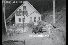 Голема мечка се спушти до куќите во селото Горна Белица