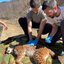 „Благица“ под надзор – нова надеж за македонскиот рис