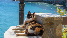 Грчки остров нуди бесплатно сместување за тие што се грижат за мачки