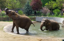 Зоолошката во Скопје полни 1 век, еве како сѐ почна