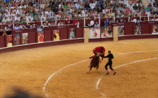 Матадор загина пред „Пикасовата“ корида во Малага