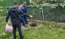По фотографиите со змии, почна дератизација во Аеродром