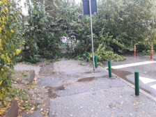 Поради невремето две големи дрвја паднаа во Капиштец, целосно го блокираа сообраќајот кај Козара | Сител Телевизија