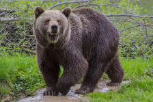 Мечка нападнала маж додека собирал печурки во прилепско, со тешки повреди пренесен во Скопје | Сител Телевизија