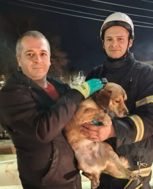 Пожарникарите од Кавадарци спасија куче од водите на реката Луда Мара | Сител Телевизија