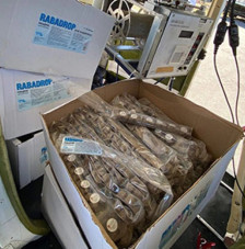 АХВ до крајот на декември ќе ја спроведе кампањата за вакцинација на лисиците и дивите карнивози против беснило | Сител Телевизија