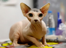 Мачките без влакна забранети во Холандија од 1 јануари | Сител Телевизија