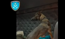 Куче-душкач открило дрога во вредност од 1,7 милиони евра на пристаништето во грчкиот град Патра | Сител Телевизија