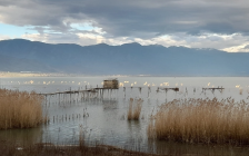 Редок вид на чапја се гнезди крај Дојранското езеро | Сител Телевизија