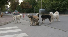 Во Штип минатиот месец во три наврати се заловувани кучиња скитници, граѓаните може да пријавуваат во Општината | Сител Телевизија