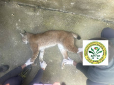 Пронајдена угината женка на загрозениот Балкански рис на патот Охрид – Ресен | Сител Телевизија