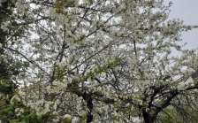 Сончевото и релативно топло време го поттикна пролетното будење на овошките | Сител Телевизија