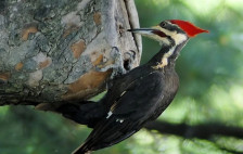 Платформата ptici.mk собра над 34.000 податоци за птиците во Македонија | Сител Телевизија