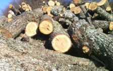 Кривична пријава против три физички и едно правно лице од велешко за сторени повеќе кривични дела во врска со кражба на дрва | Сител Телевизија