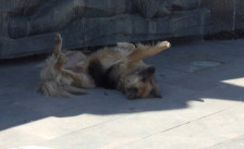 Подигнување на свеста за одговорно сопствеништво едно од решенијата за проблемот со кучињата скитници | Сител Телевизија