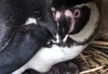 Во скопската Зоолошка градина се роди пингвинче | Сител Телевизија