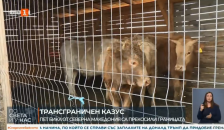 Заловени македонски бикови кои влегле во Бугарија | Сител Телевизија