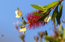 Рана пролет годинава, во текот на денот до 17 степени | Сител Телевизија