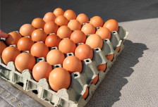 Запленети 40 тони јајца на Табановце | Сител Телевизија