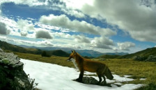 Во НП Маврово поставени 60 камери за видеонадзор | Сител Телевизија