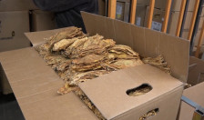 Ристески: Ќе се субвенционираат и оние предадени килограми тутун кои ја надминуваат количината од договорот | Сител Телевизија