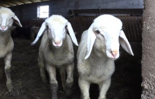 Досега откупени над 100.000 јагниња по цена од 280 денари, на сточарите исплатени над 1 милијарда денари субвенции | Сител Телевизија