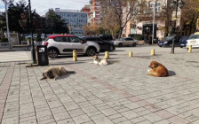 АХВ од Тетово почнува со работилници за управување со популацијата на кучиња | Сител Телевизија