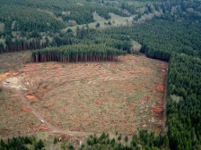 ОН алармира: Нелегалното сечење шуми годишно предизвикува штета од над милијарда долари